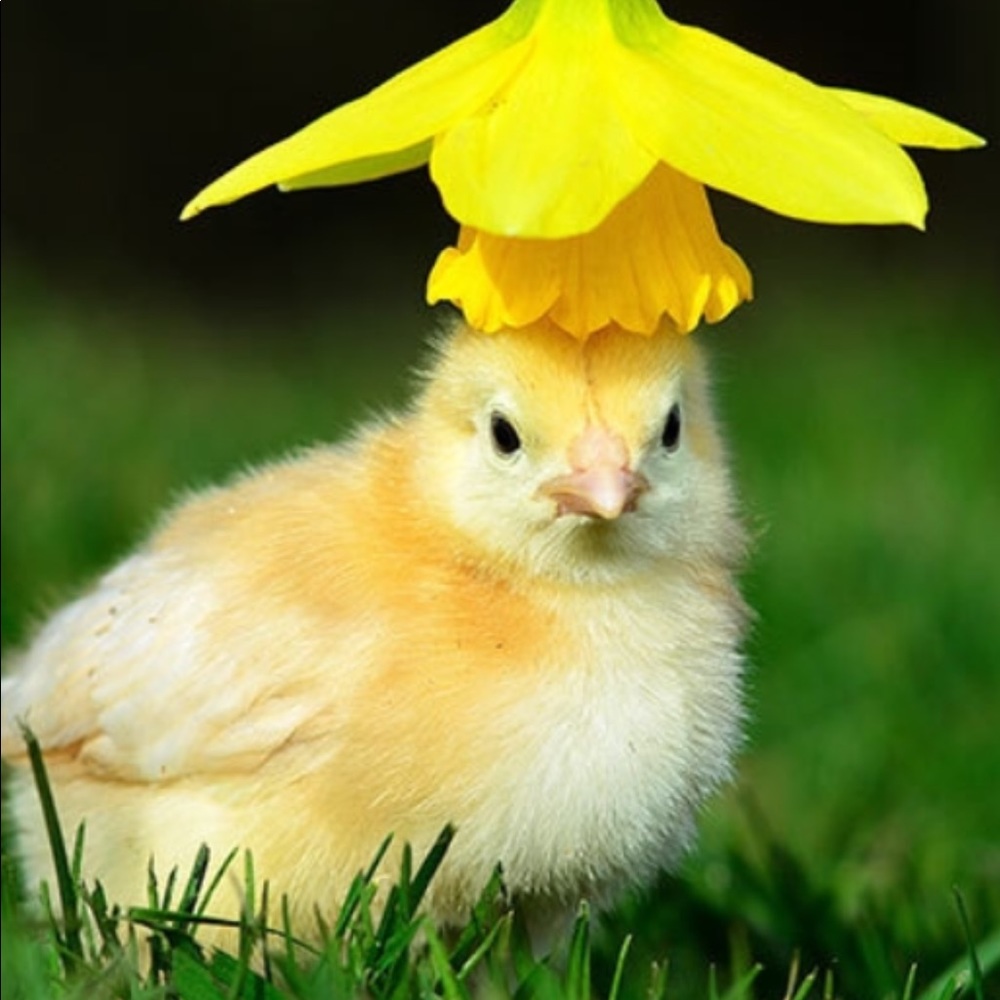 🌻👀STAY TUNED FOR SOME AMAZING PRICES🌻